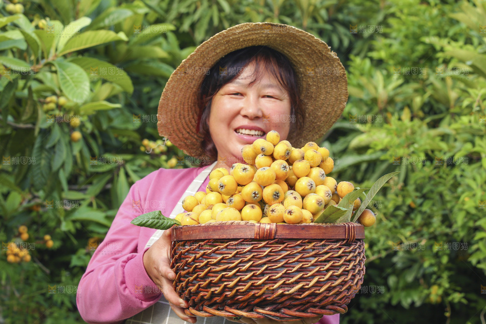 手里拿着现摘枇杷