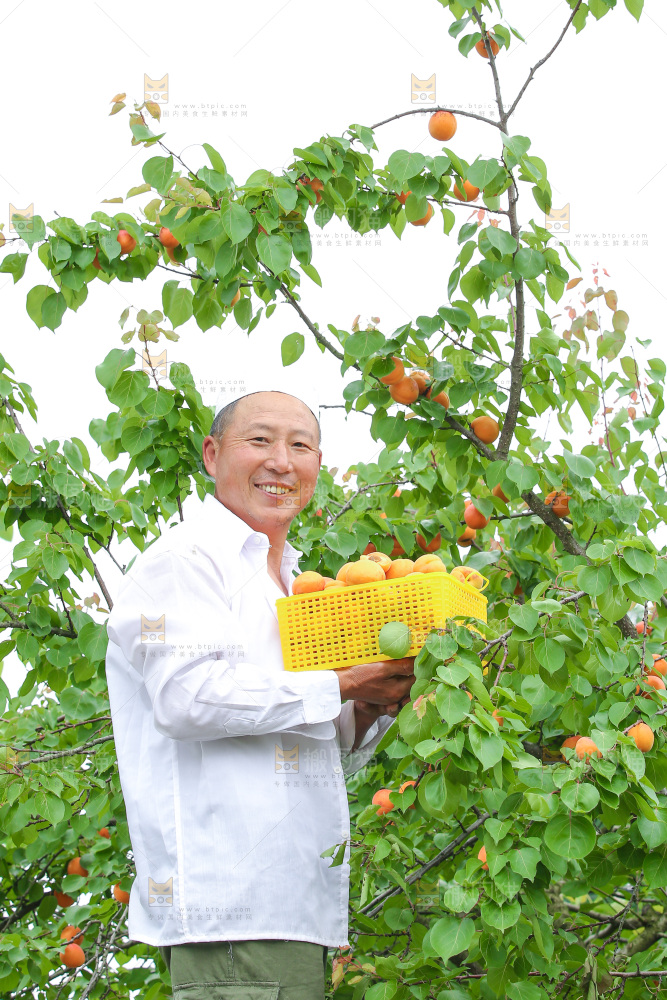 手里拿着新鲜大黄杏