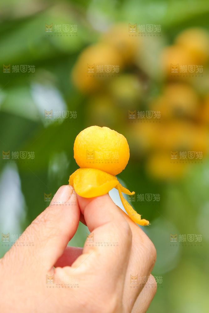 手里拿着现摘枇杷
