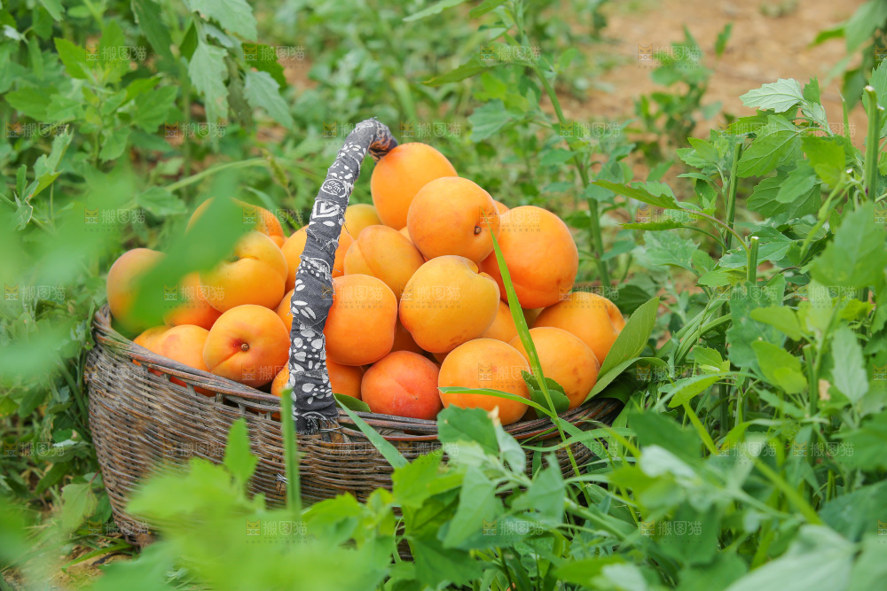 手里拿着新鲜大黄杏