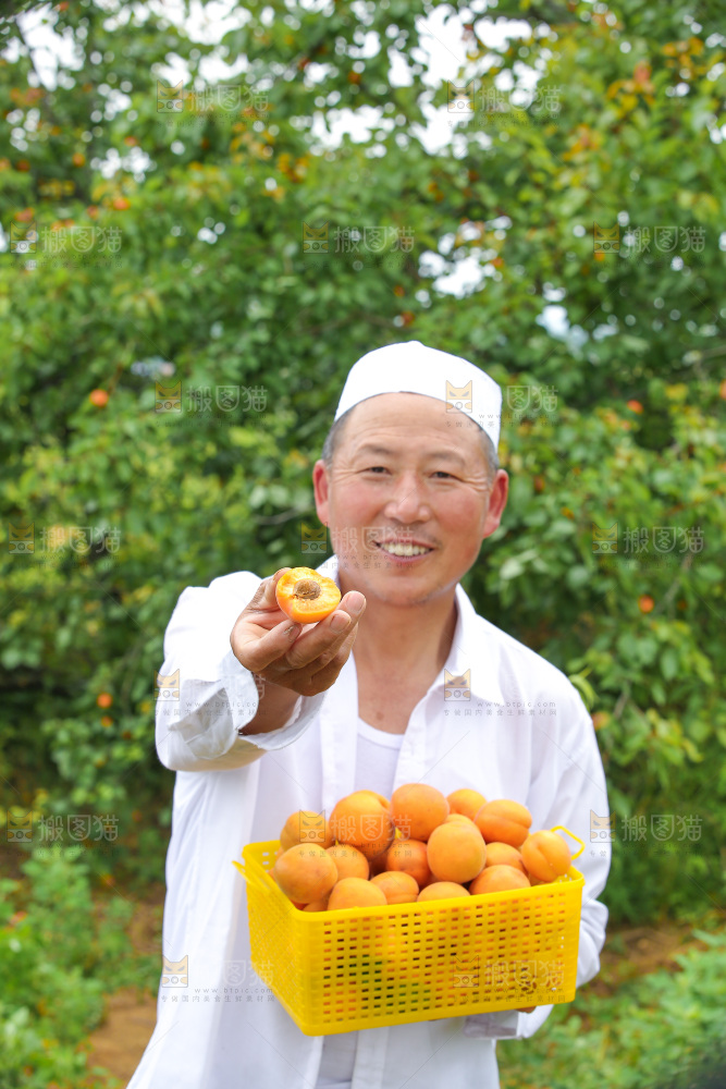 手里拿着新鲜大黄杏