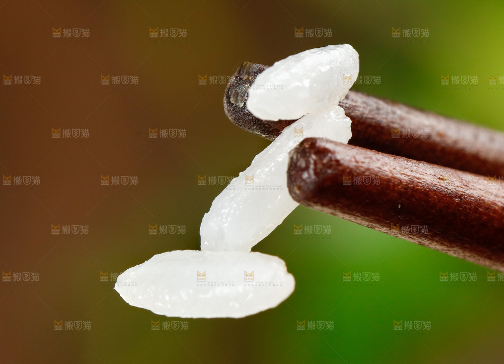 深底上的五常大米