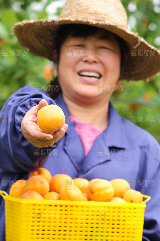 手里拿着新鲜大黄杏