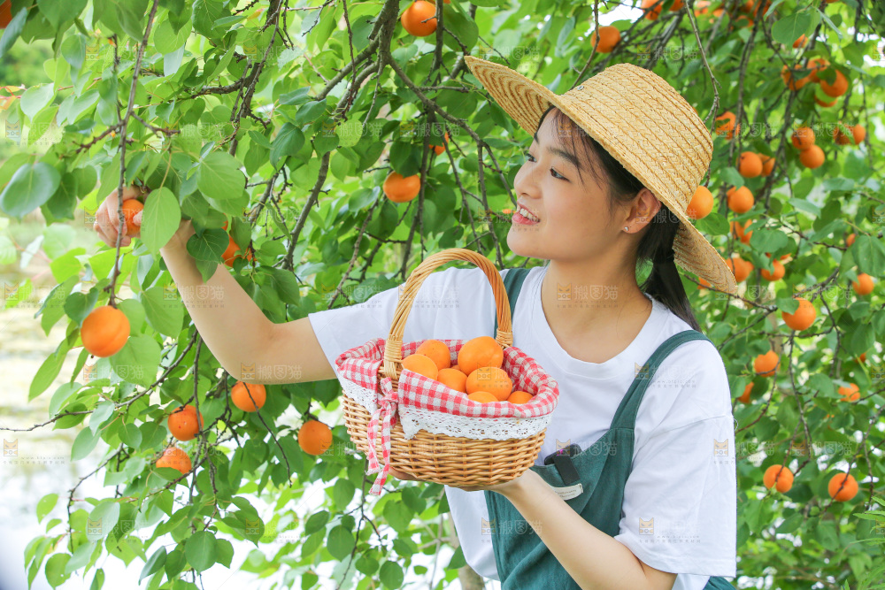 手里拿着新鲜大黄杏