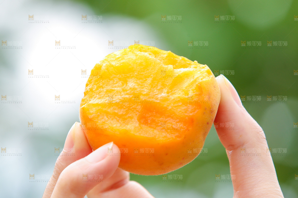 手里拿着新鲜大黄杏