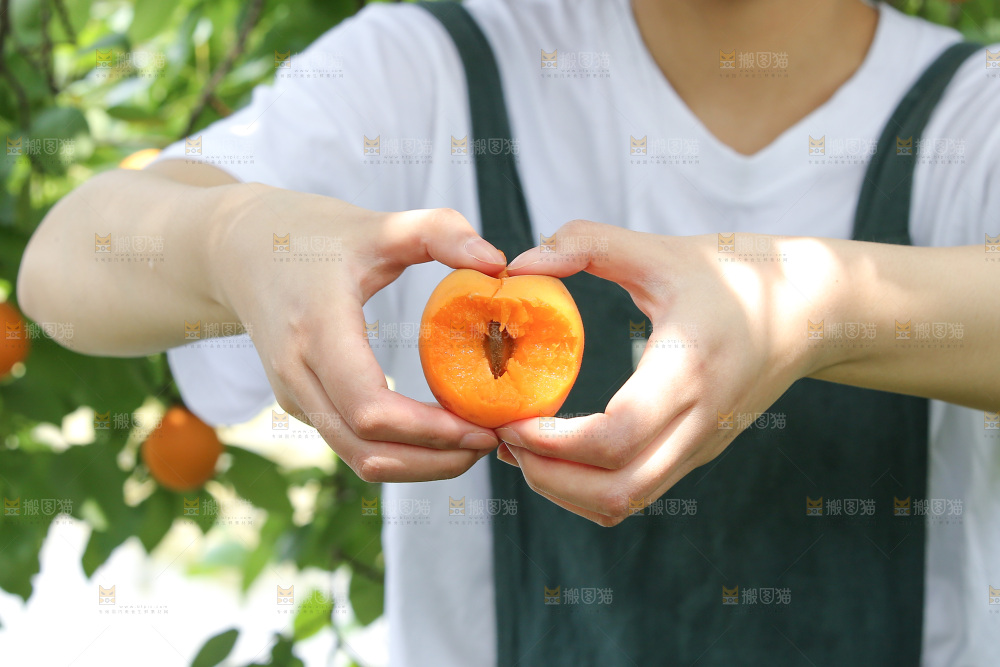 手里拿着新鲜大黄杏