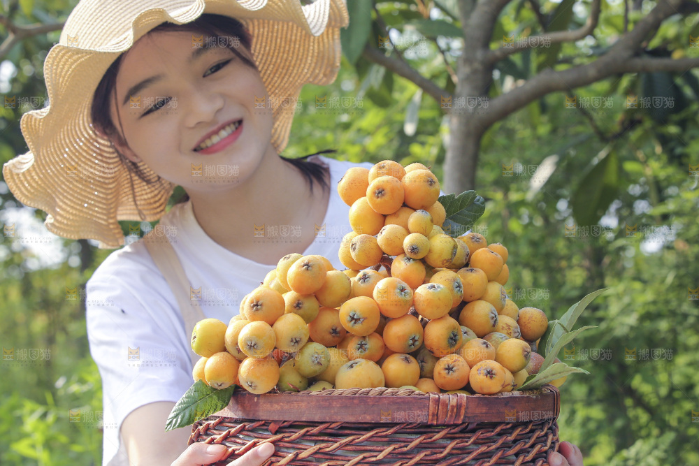 手里拿着现摘枇杷