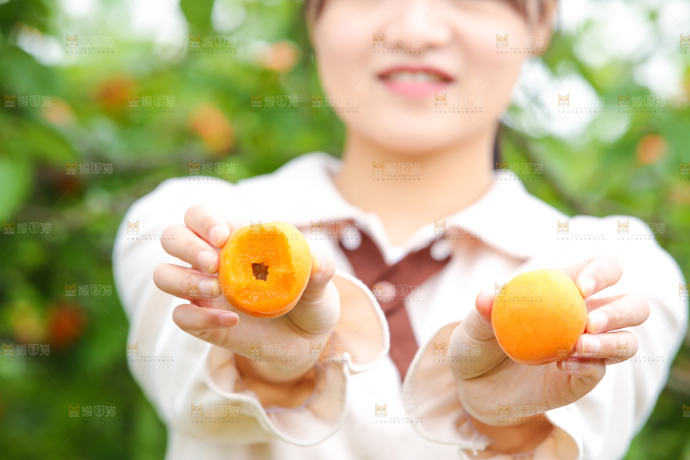手里拿着新鲜大黄杏