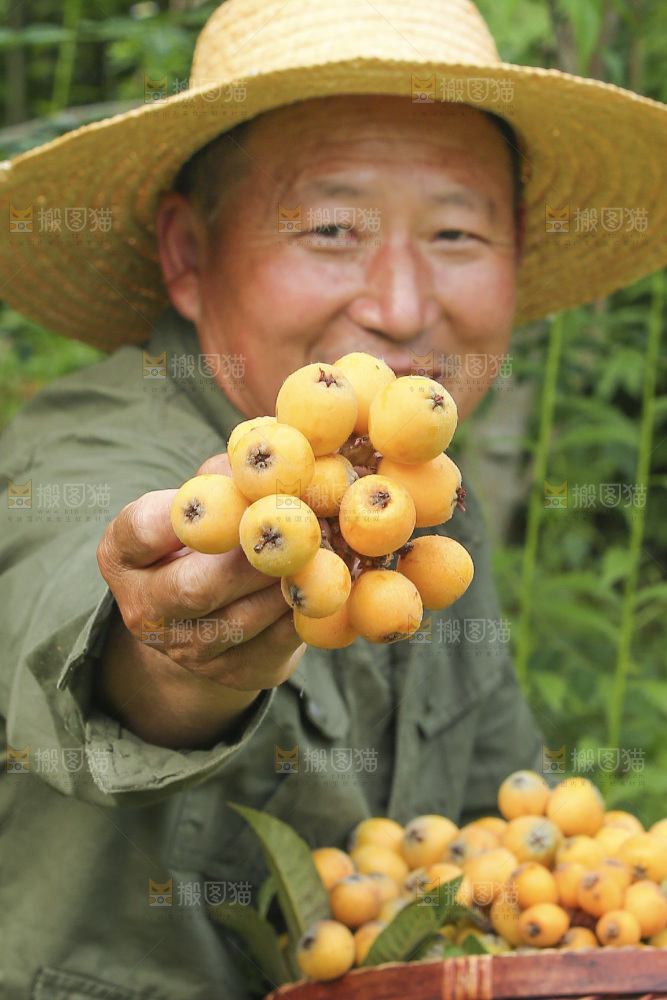 手里拿着现摘枇杷