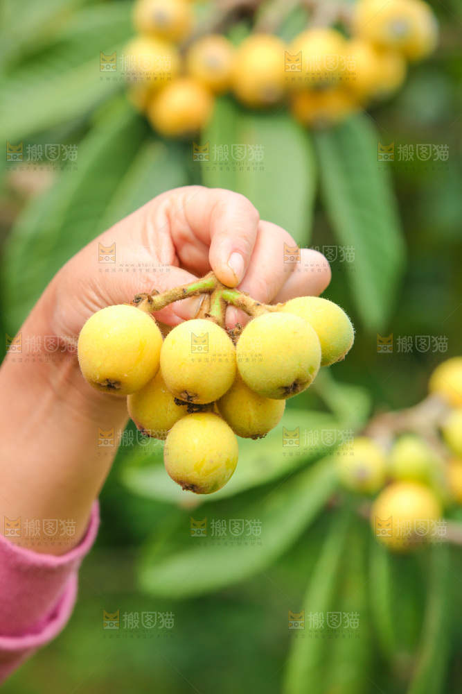 手里拿着现摘枇杷
