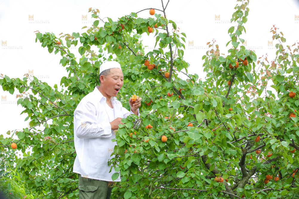 手里拿着新鲜大黄杏