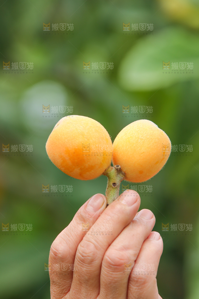 手里拿着现摘枇杷
