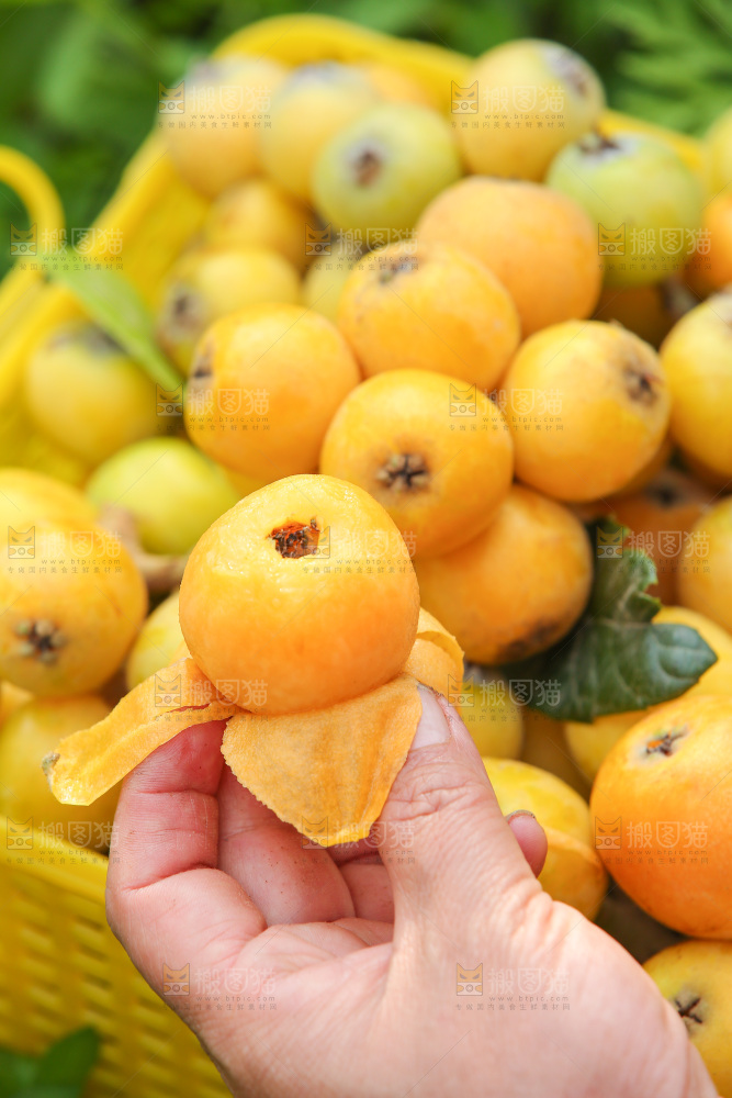 手里拿着现摘枇杷