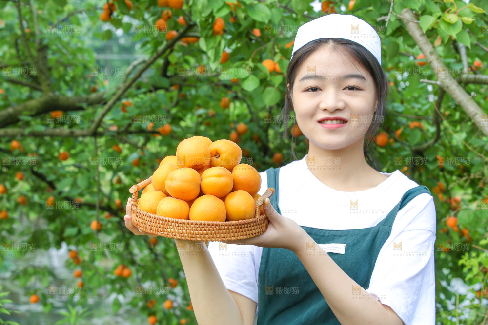 手里拿着新鲜大黄杏