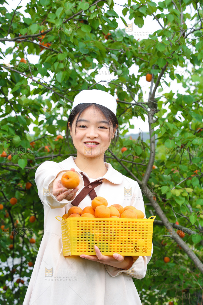 手里拿着新鲜大黄杏