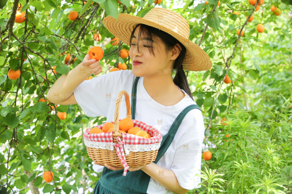 手里拿着新鲜大黄杏