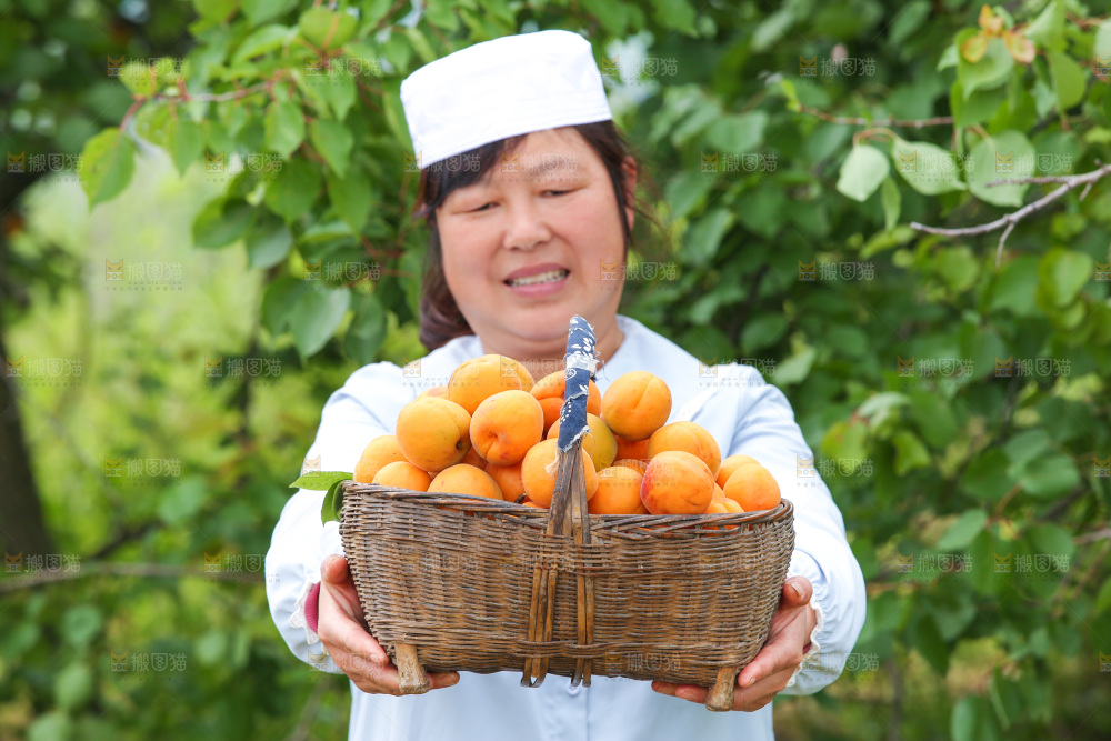 手里拿着新鲜大黄杏