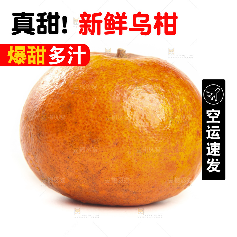 白底上的乌柑