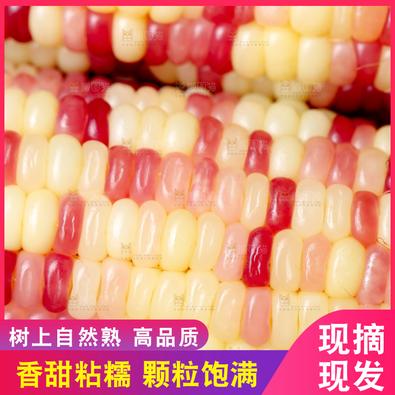 木底上的花糯玉米