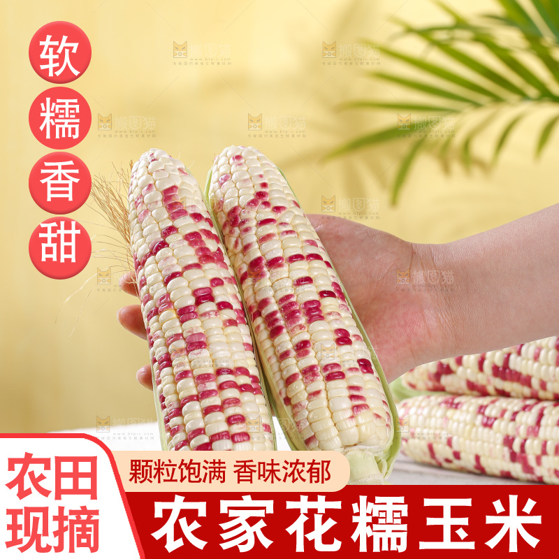 浅底上的花糯玉米