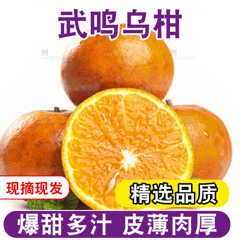 白底上的乌柑