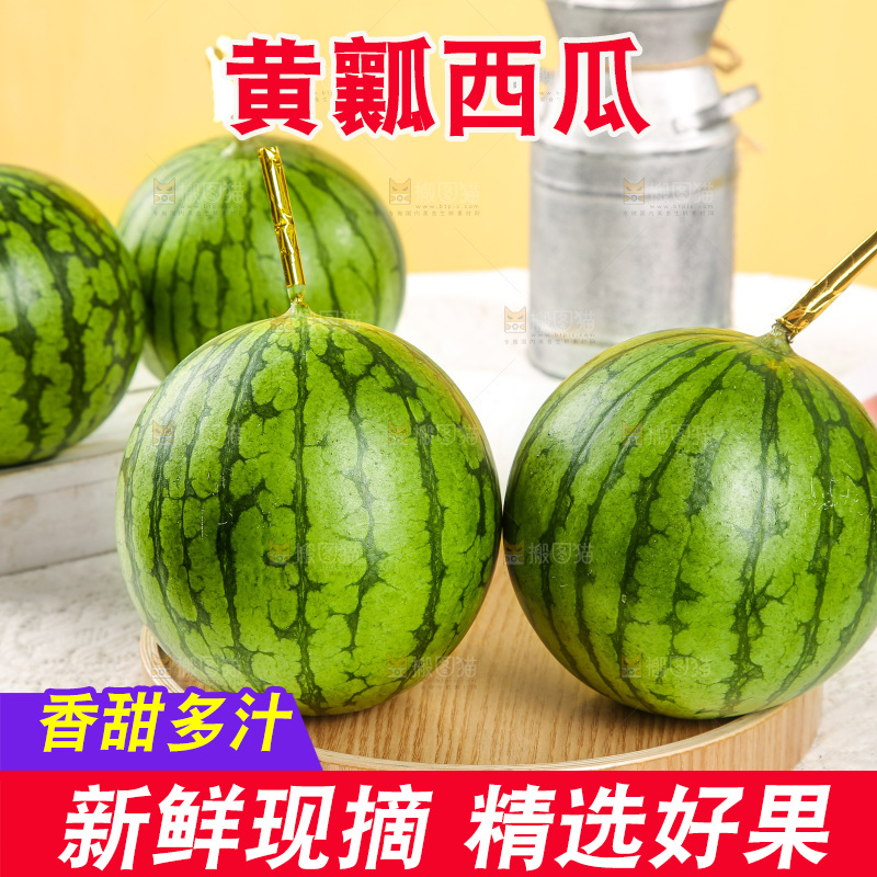 浅底上的黄瓤西瓜