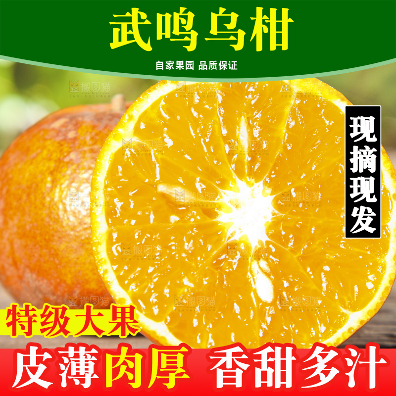 深底上的乌柑