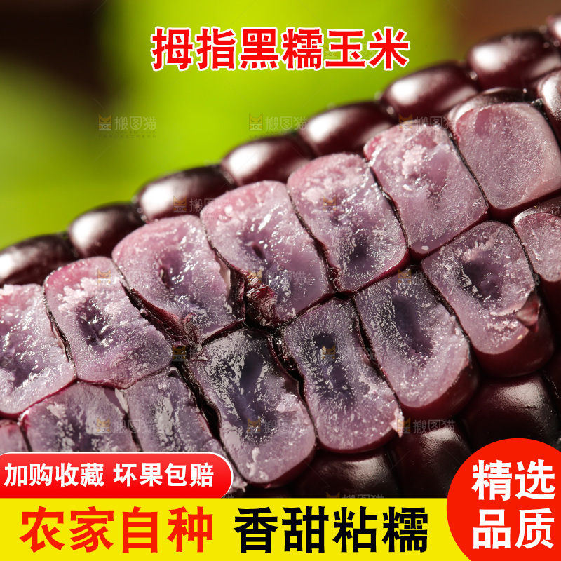 木底上的黑糯拇指玉米