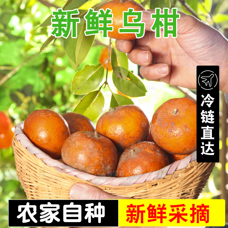 深底上的乌柑