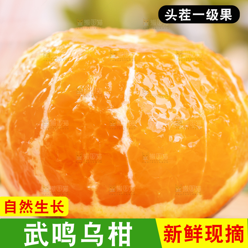 浅底上的乌柑