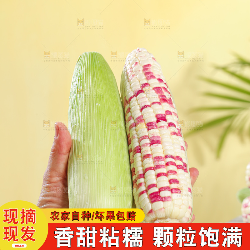 浅底上的花糯玉米