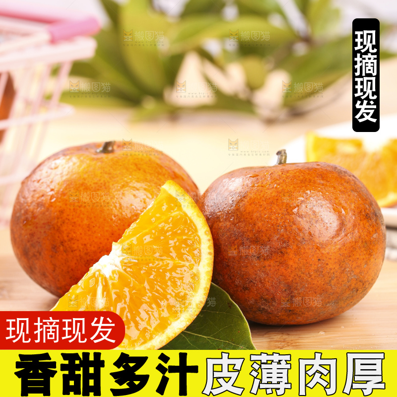 浅底上的乌柑