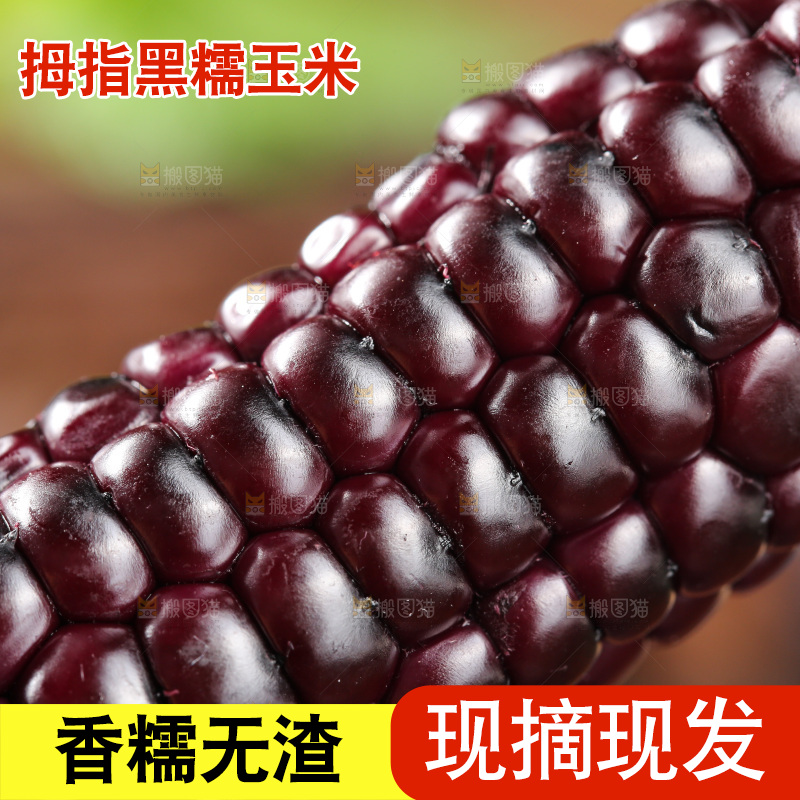 木底上的黑糯拇指玉米
