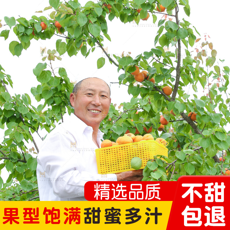 手里拿着新鲜大黄杏