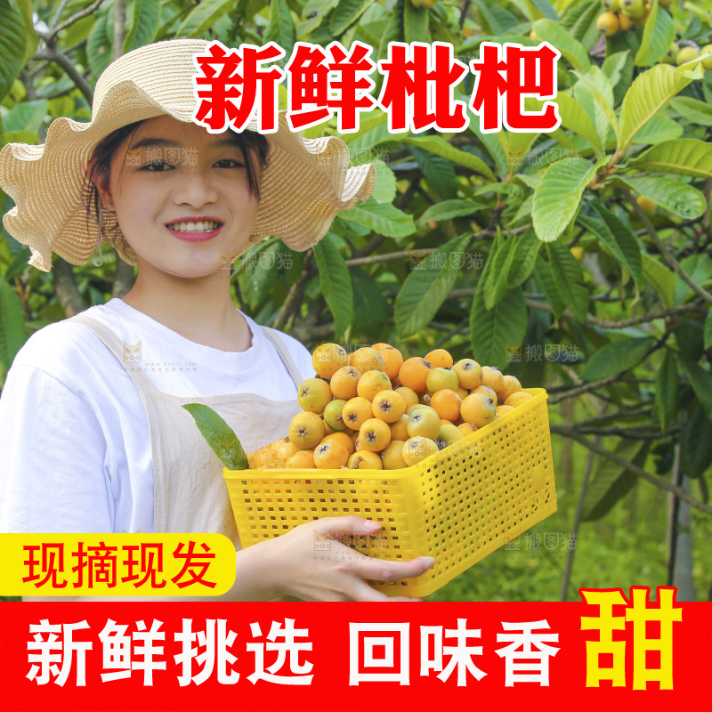 手里拿着现摘枇杷