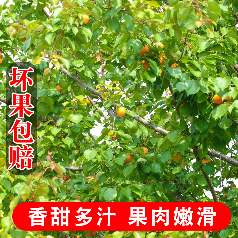 手里拿着新鲜大黄杏