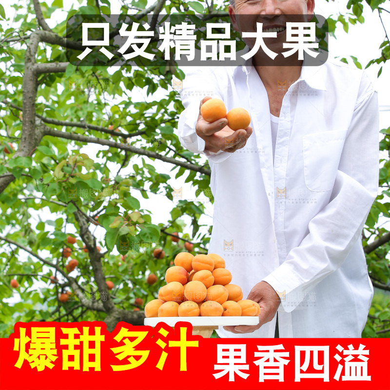 手里拿着新鲜大黄杏