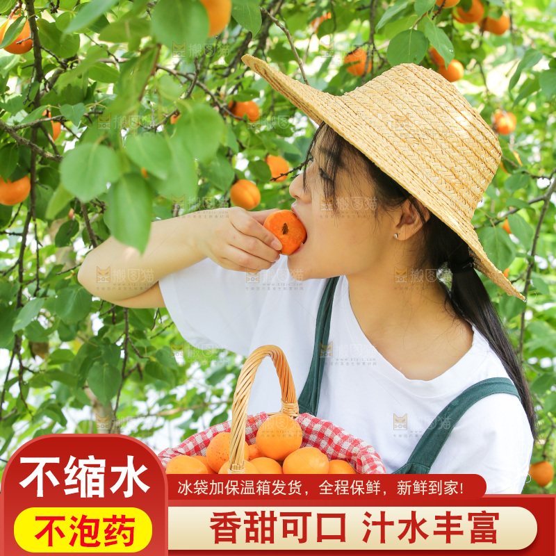 手里拿着新鲜大黄杏