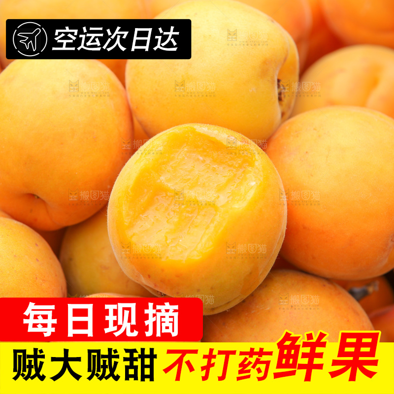 手里拿着新鲜大黄杏