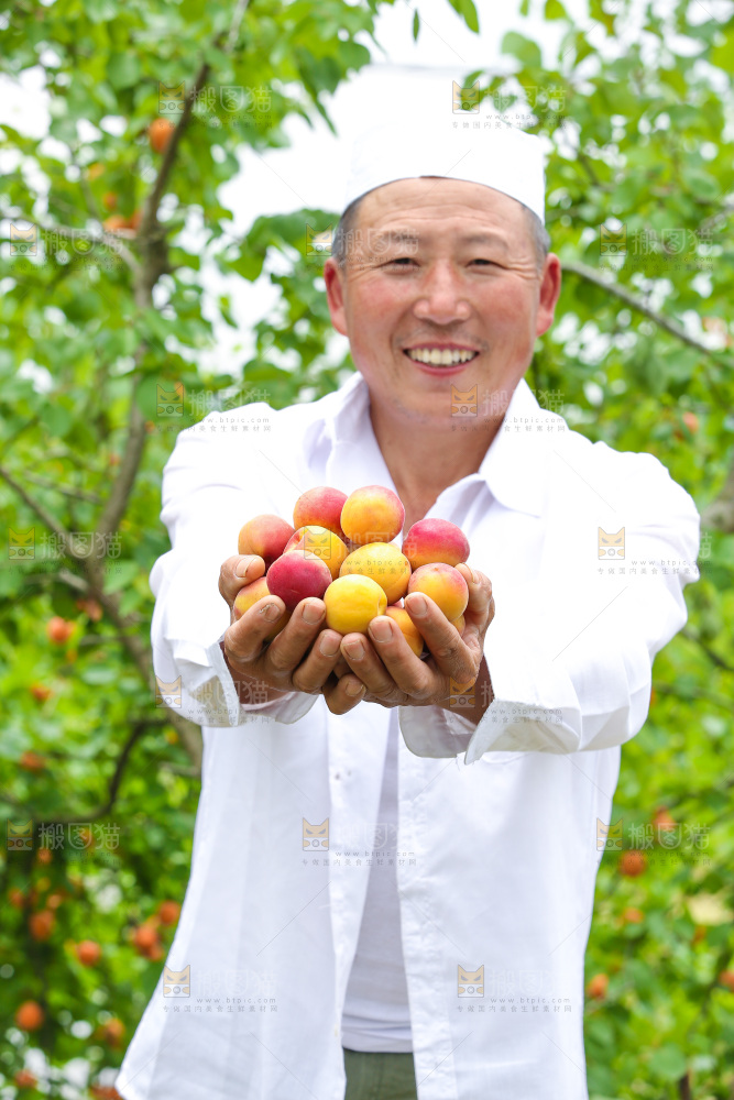 手里拿着新鲜大黄杏