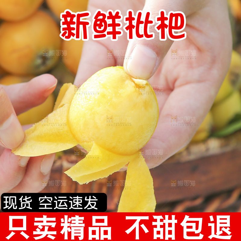 手里拿着现摘枇杷