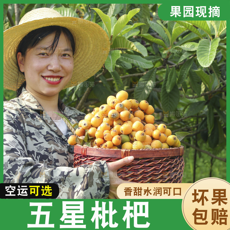 手里拿着现摘枇杷