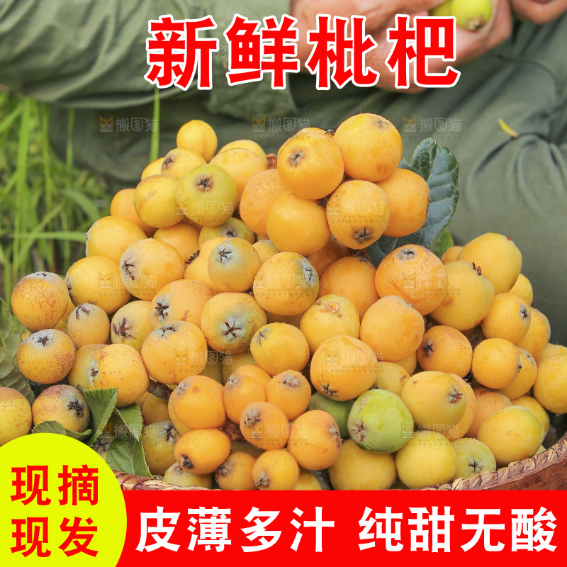 手里拿着现摘枇杷