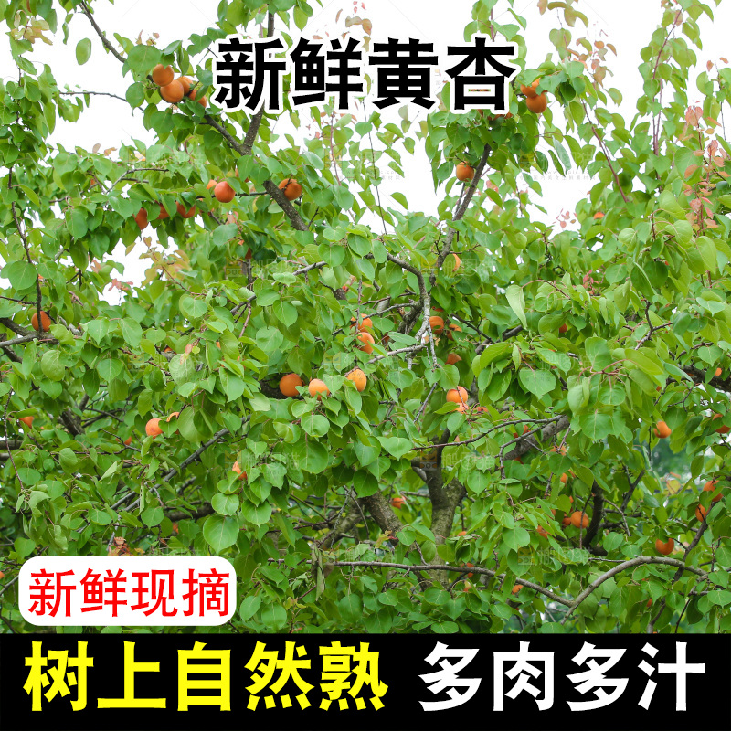 手里拿着新鲜大黄杏
