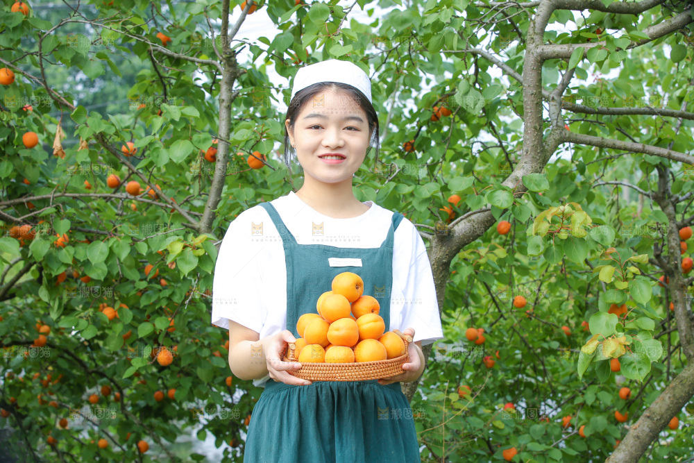 手里拿着新鲜大黄杏