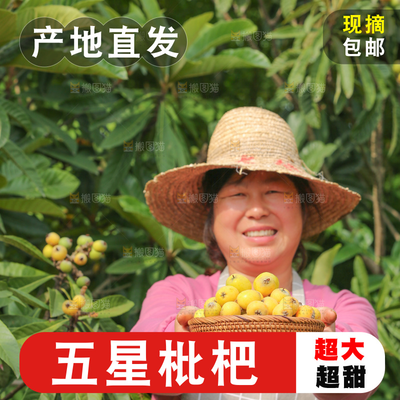 手里拿着现摘枇杷