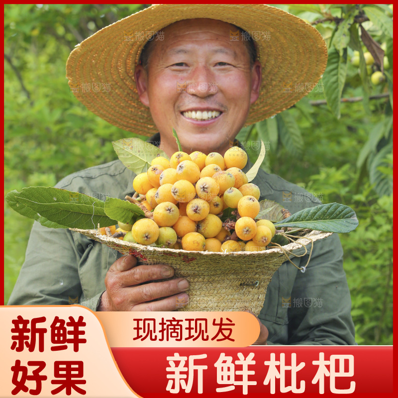 手里拿着现摘枇杷