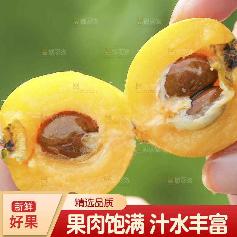 手里拿着现摘枇杷