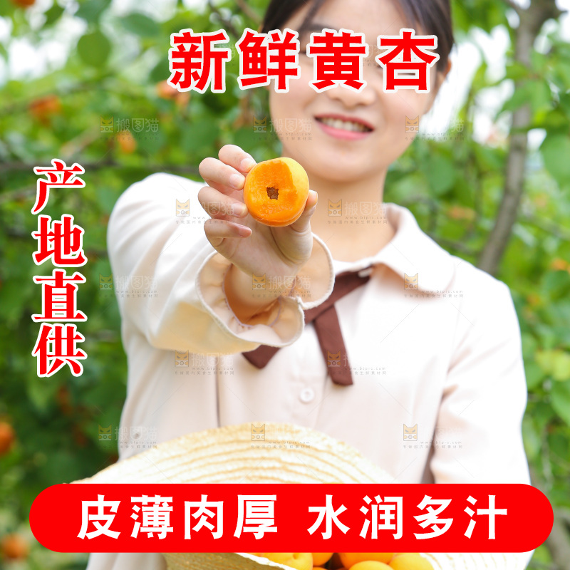 手里拿着新鲜大黄杏