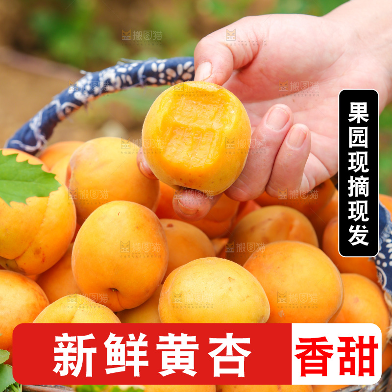 手里拿着新鲜大黄杏